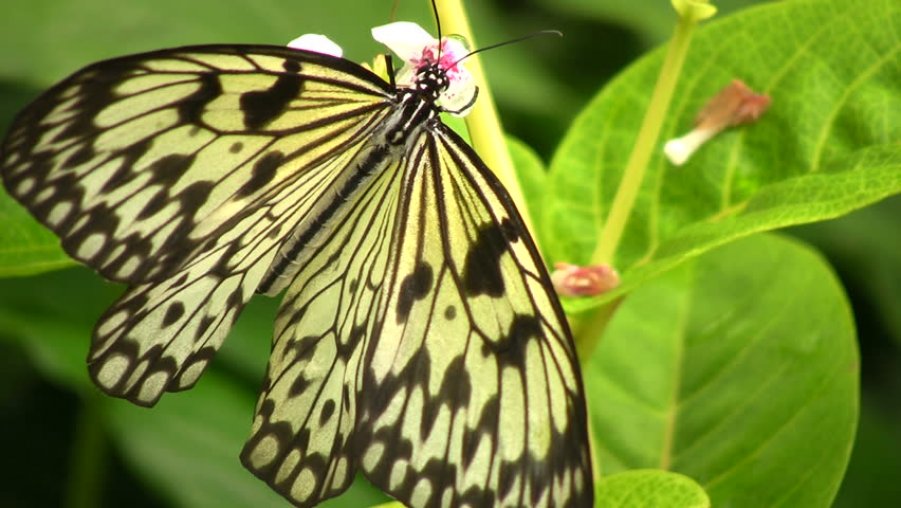 Бабочка в Папуа Новая Гвинея
